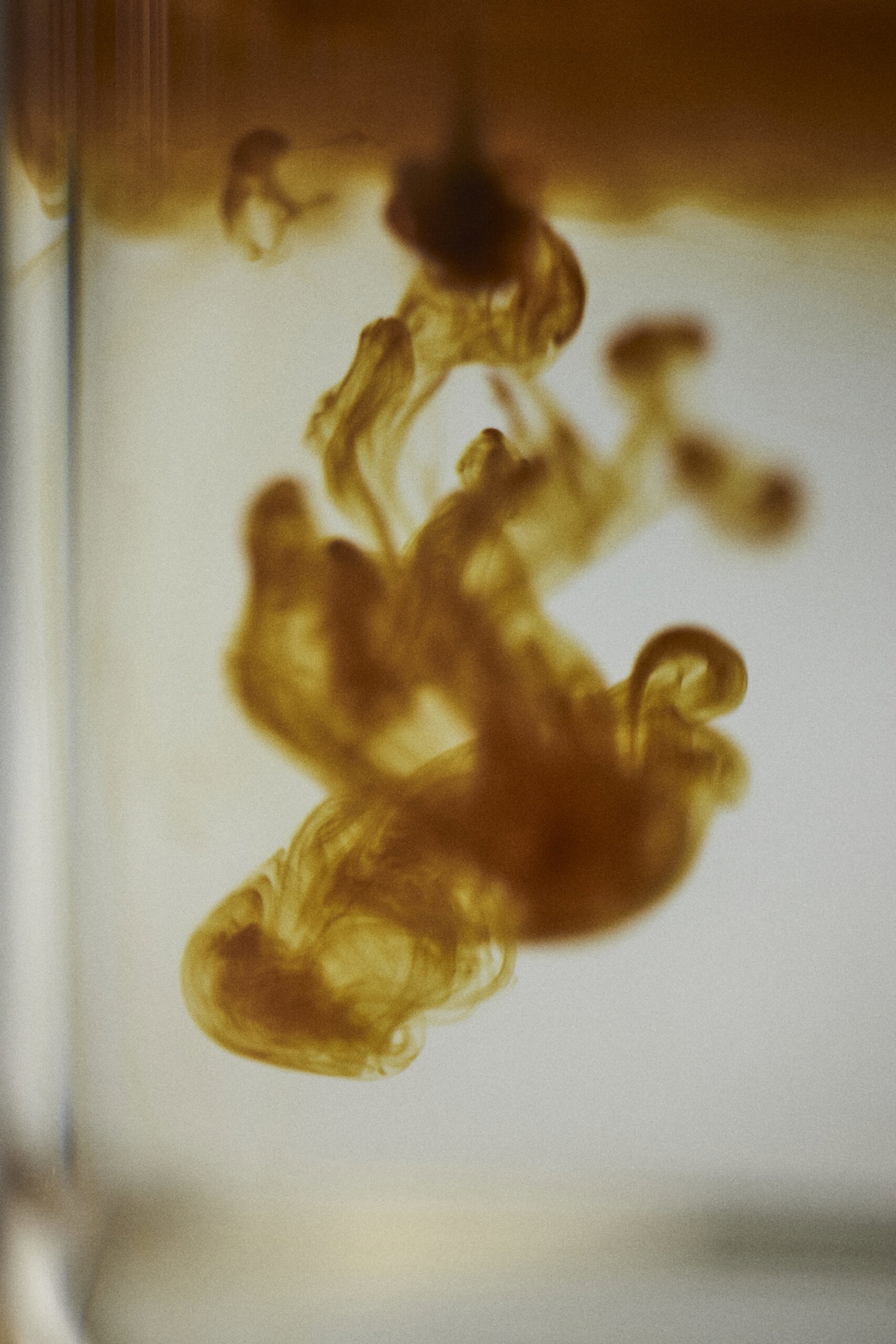 Vloeibaar extract van maitake-paddenstoelen 13